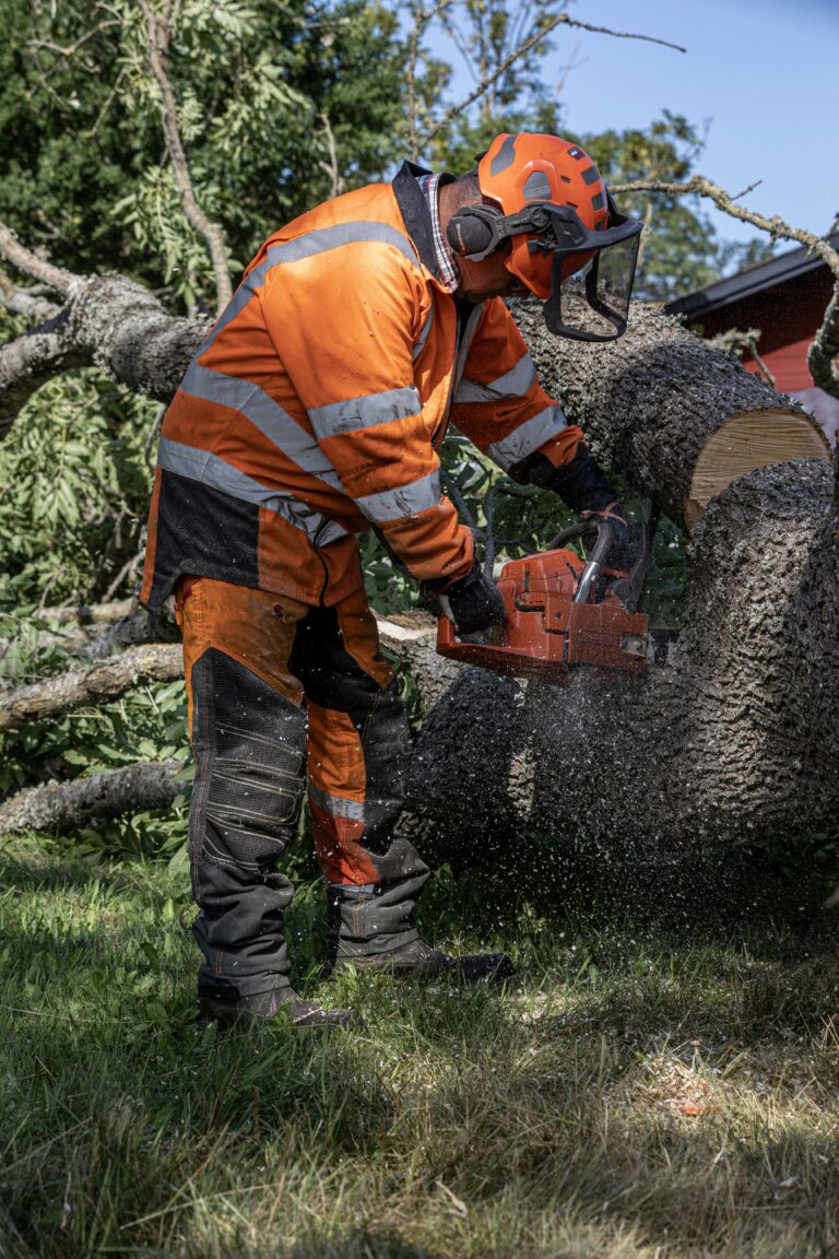 tree services near me alderwood manor