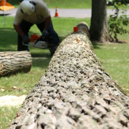 alderwood manor tree removal alderwood manor tree removal