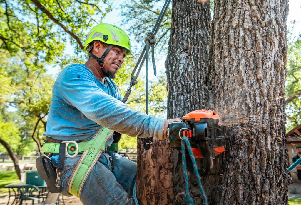 tree removal alderwood manor wa