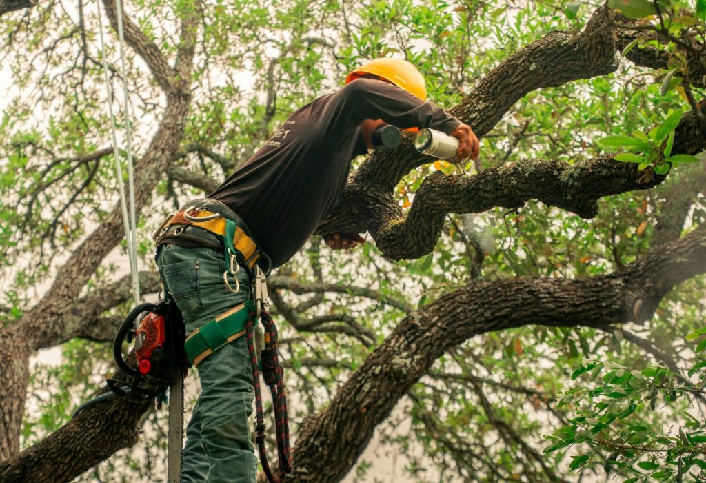 tree trimming alderwood manor